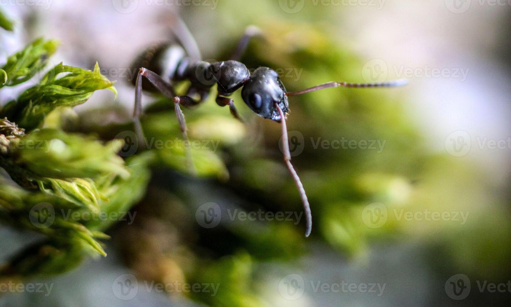 macro ant photo