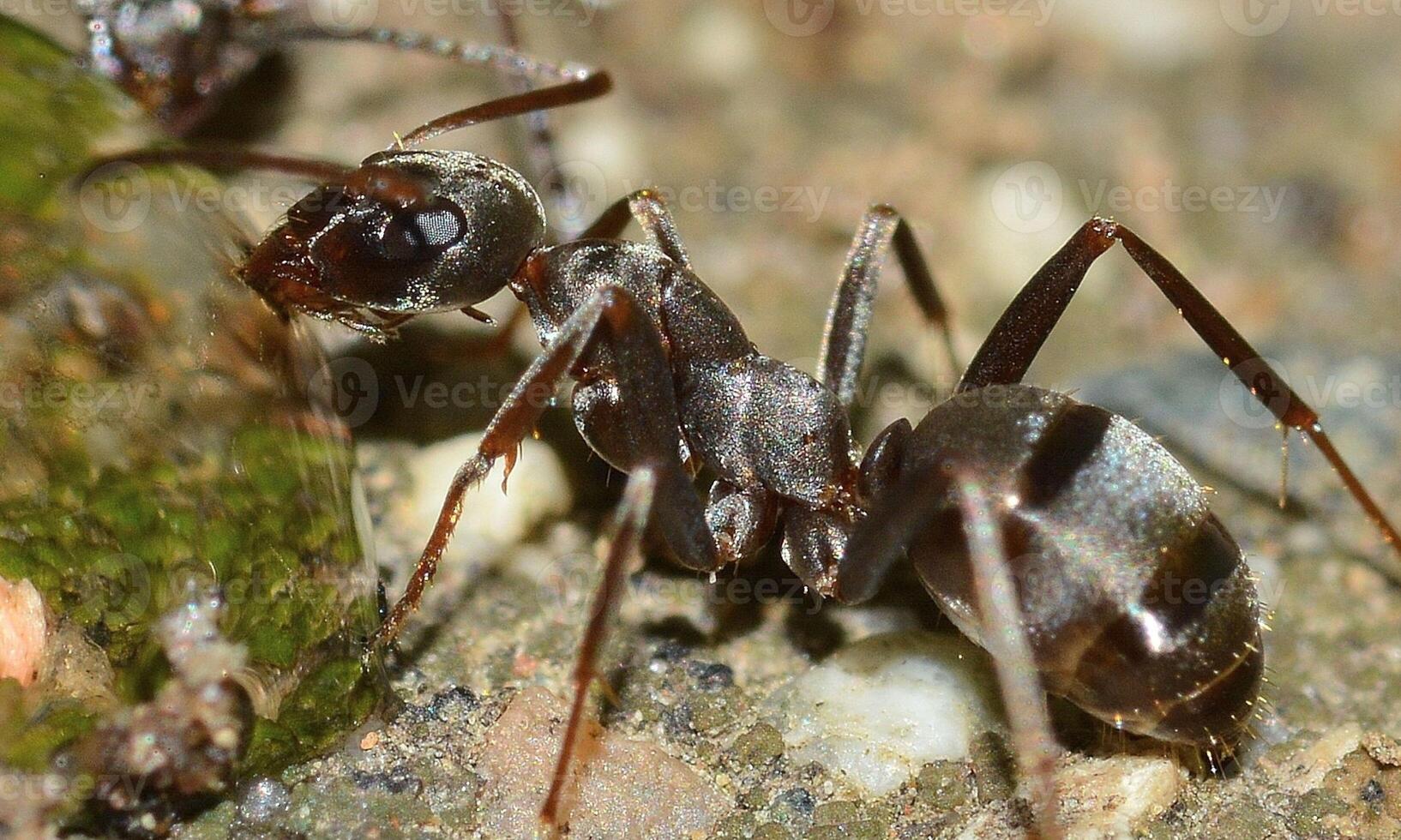 macro ant photo