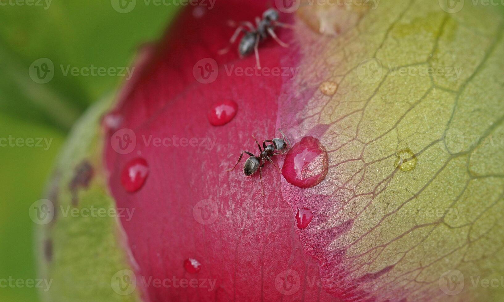 macro ant photo