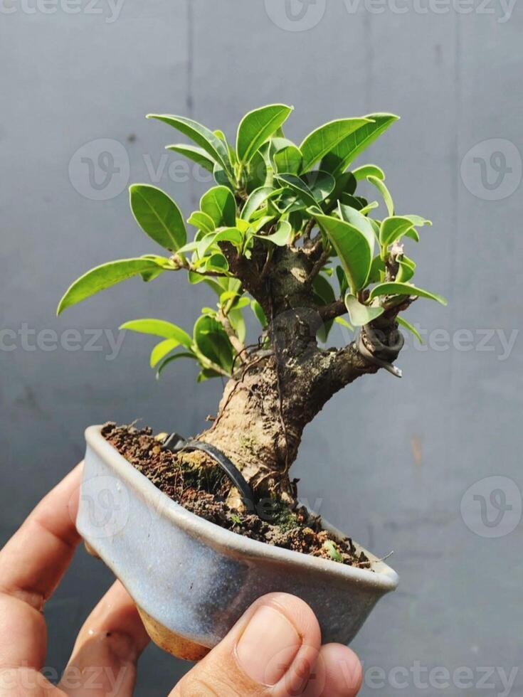 bonsai tree in a decorative pot photo