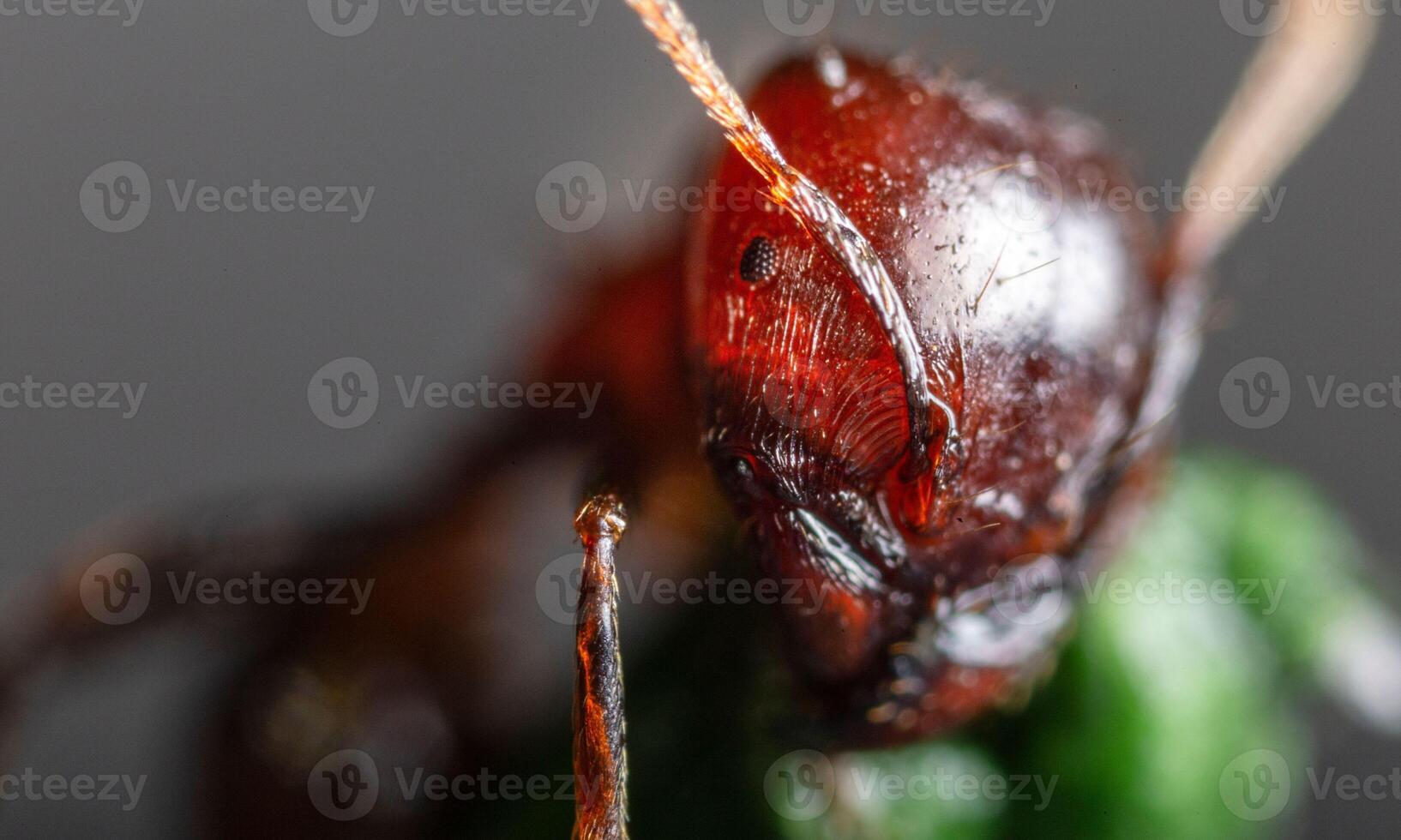 macro ant photo