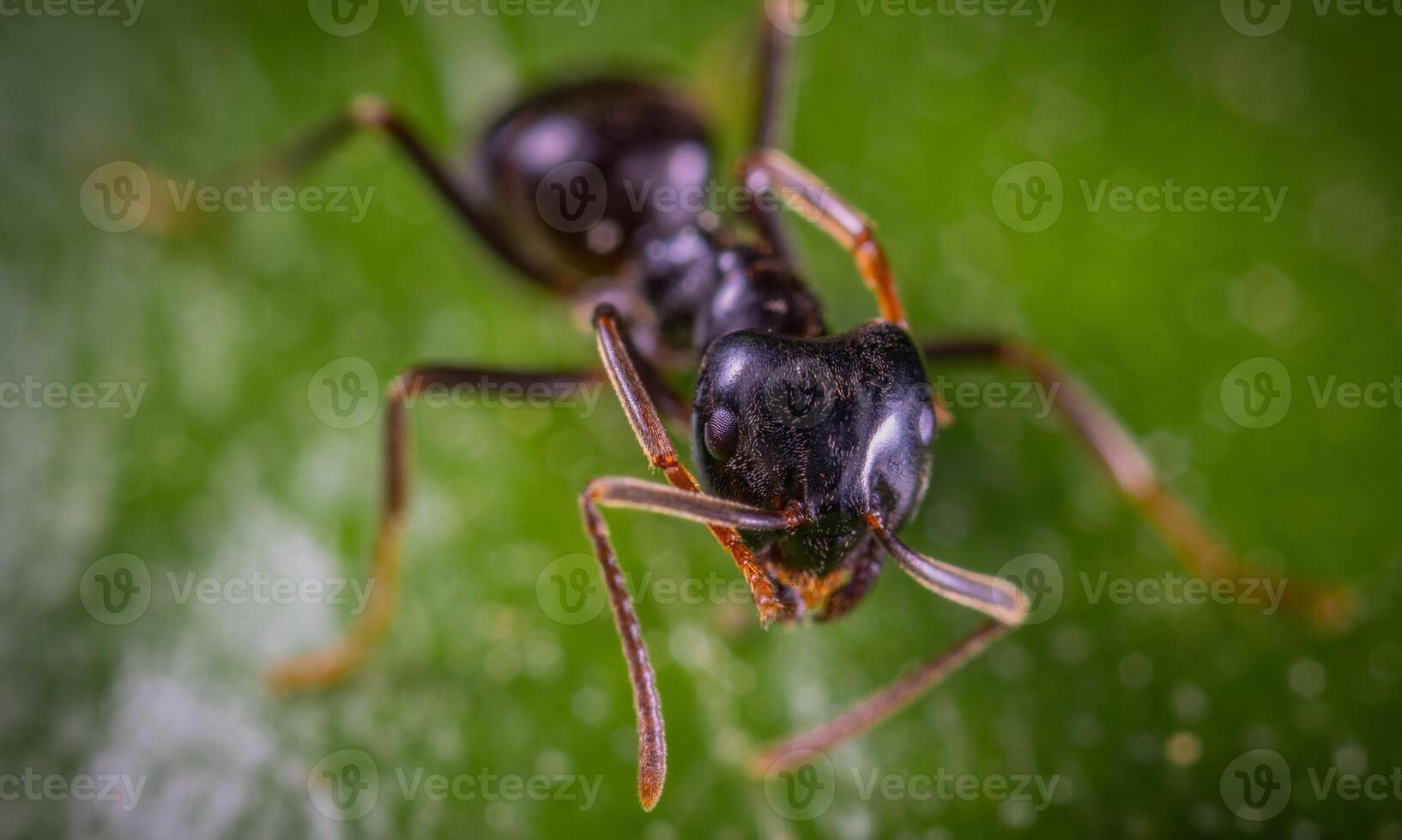 macro ant photo
