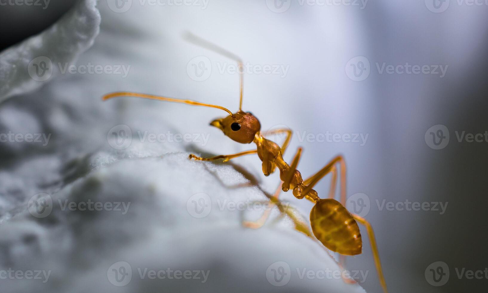 macro ant photo