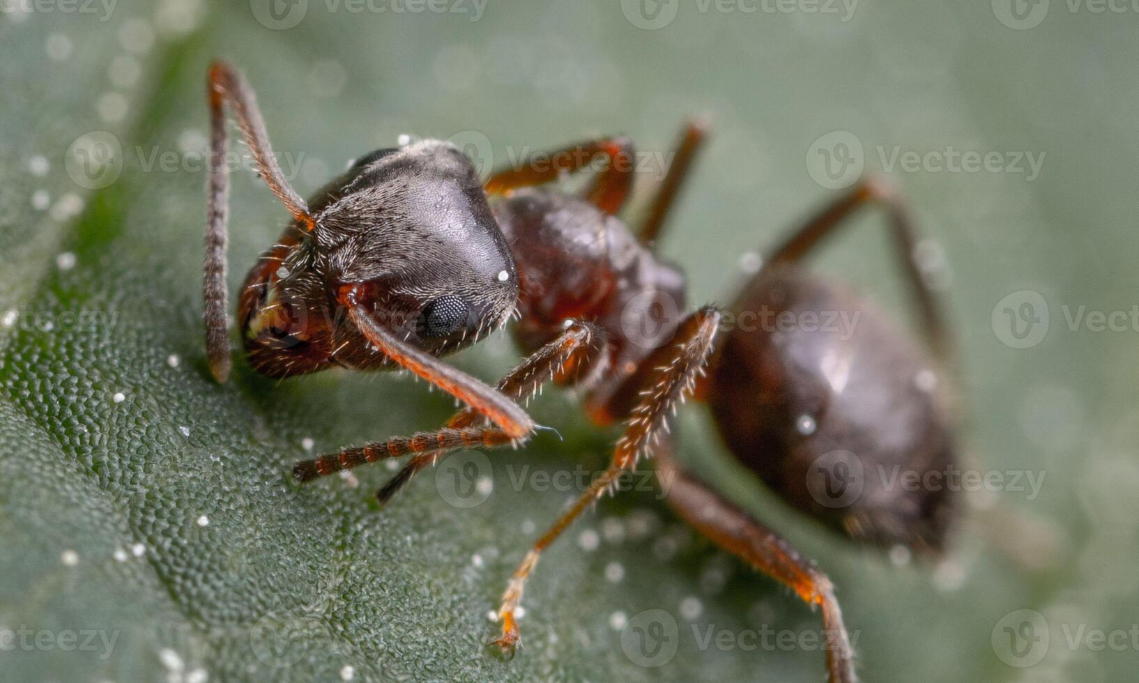 macro ant photo