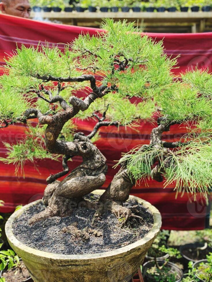 bonsai tree in a decorative pot photo