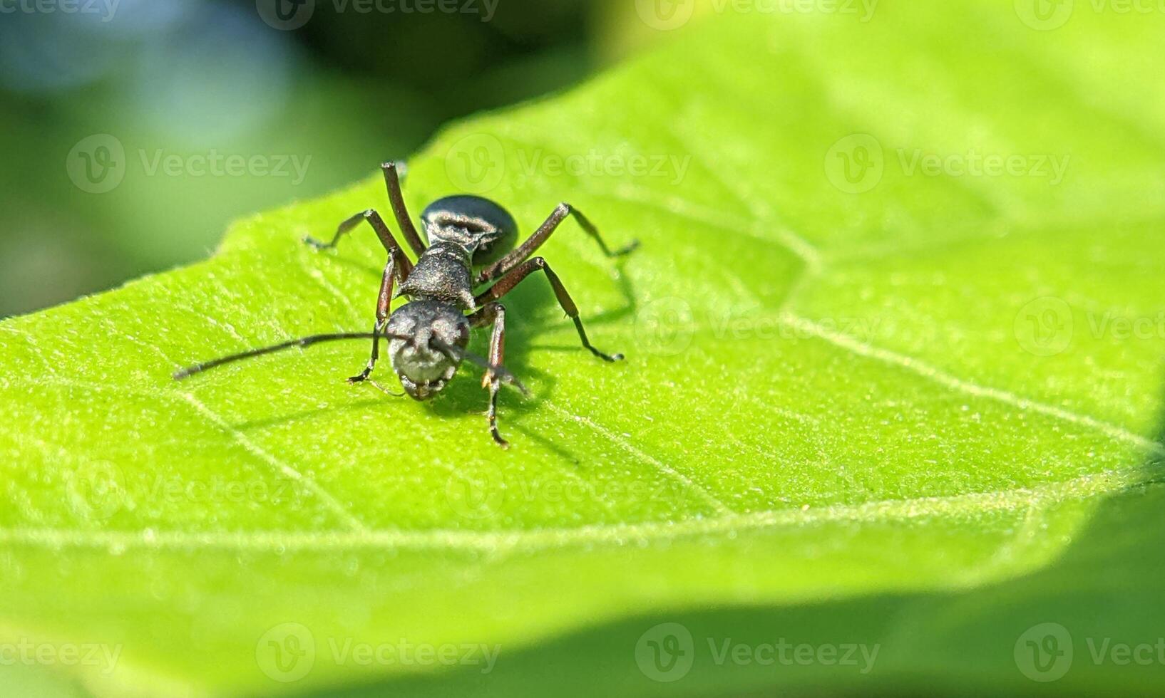 macro ant photo