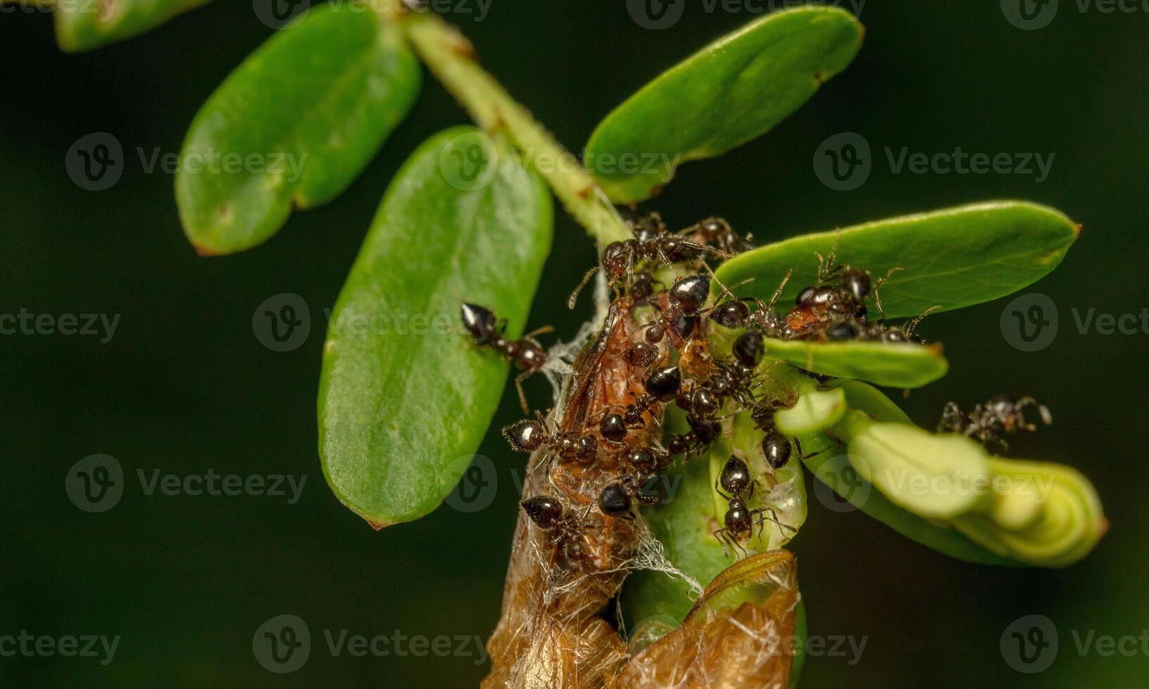 macro ant photo