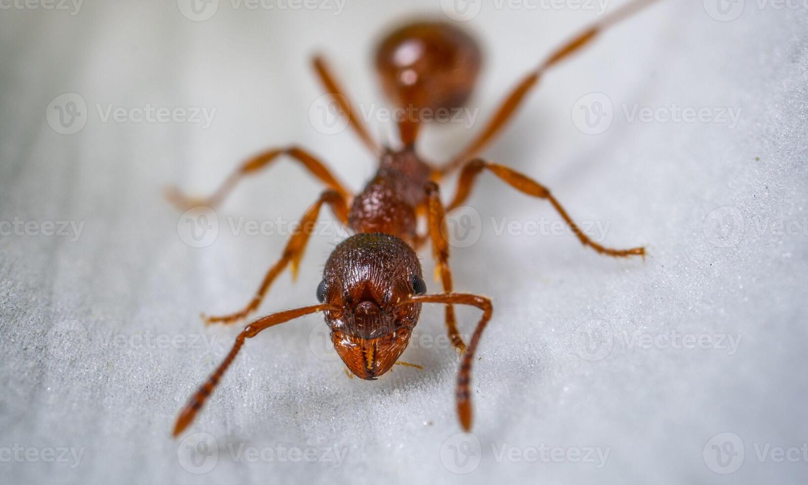 macro ant photo