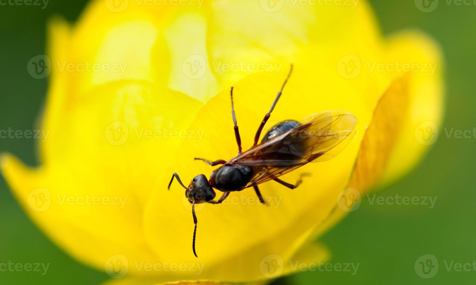 macro ant photo