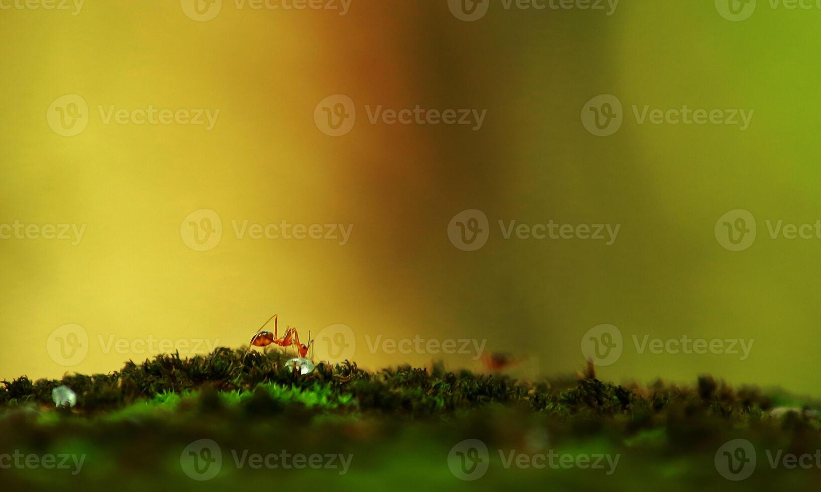 macro ant photo