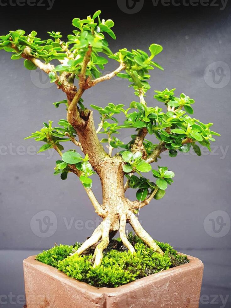 bonsai tree in a decorative pot photo