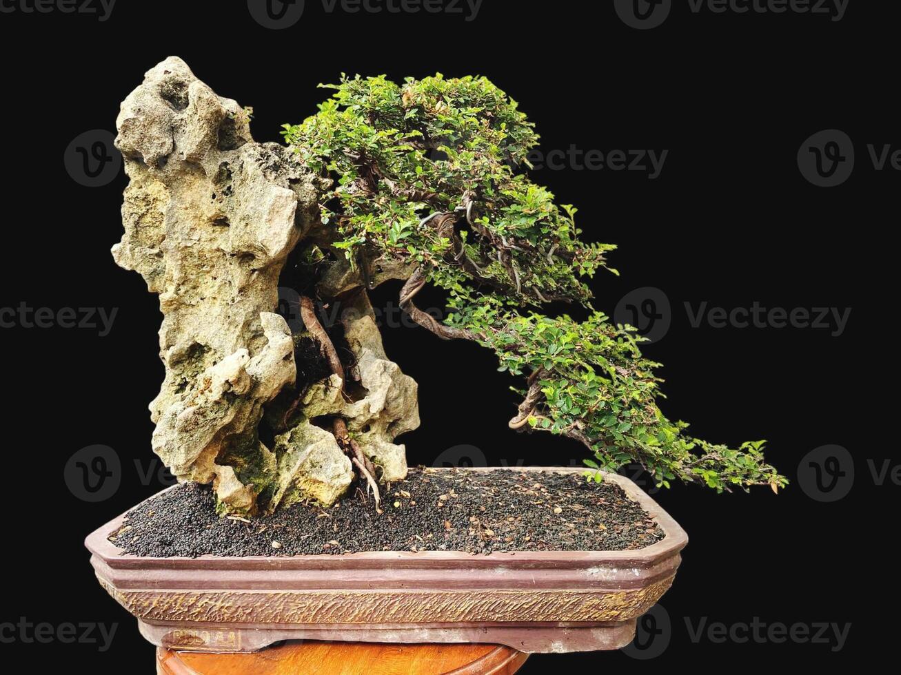 bonsai tree in a decorative pot photo