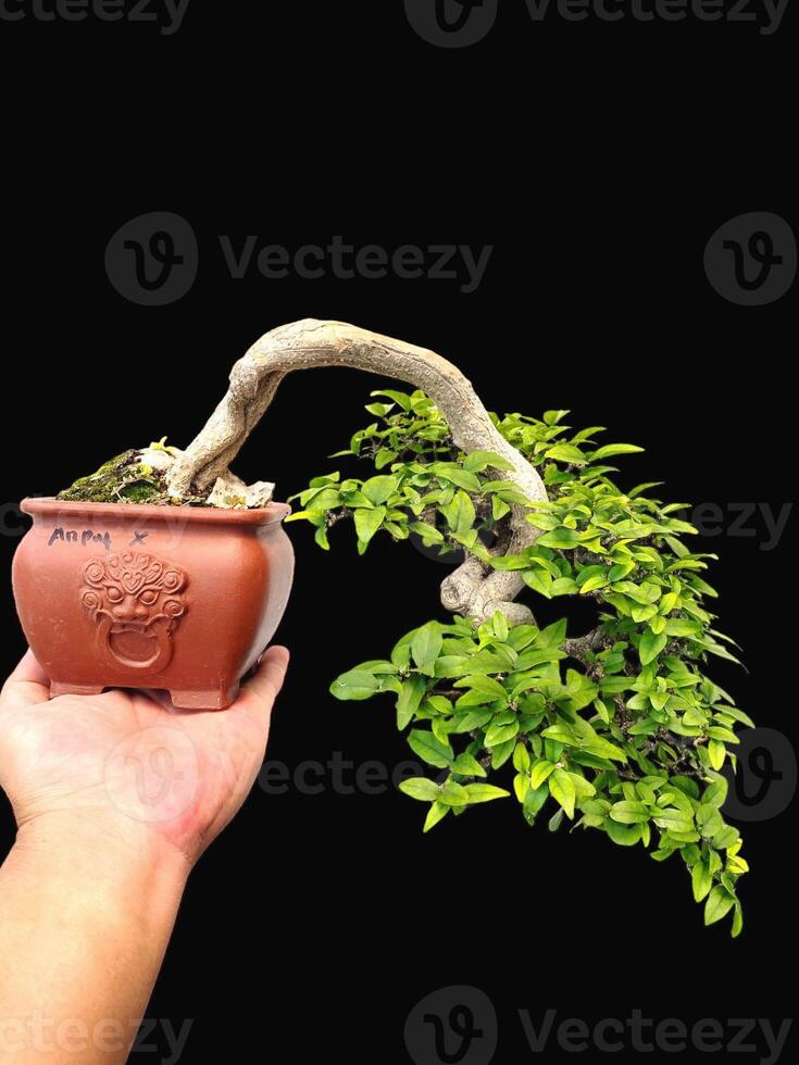 bonsai tree in a decorative pot photo