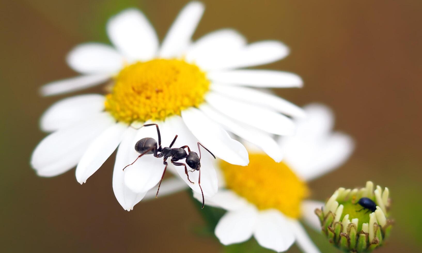 macro ant photo