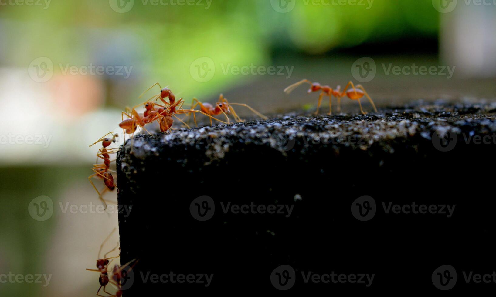 macro ant photo