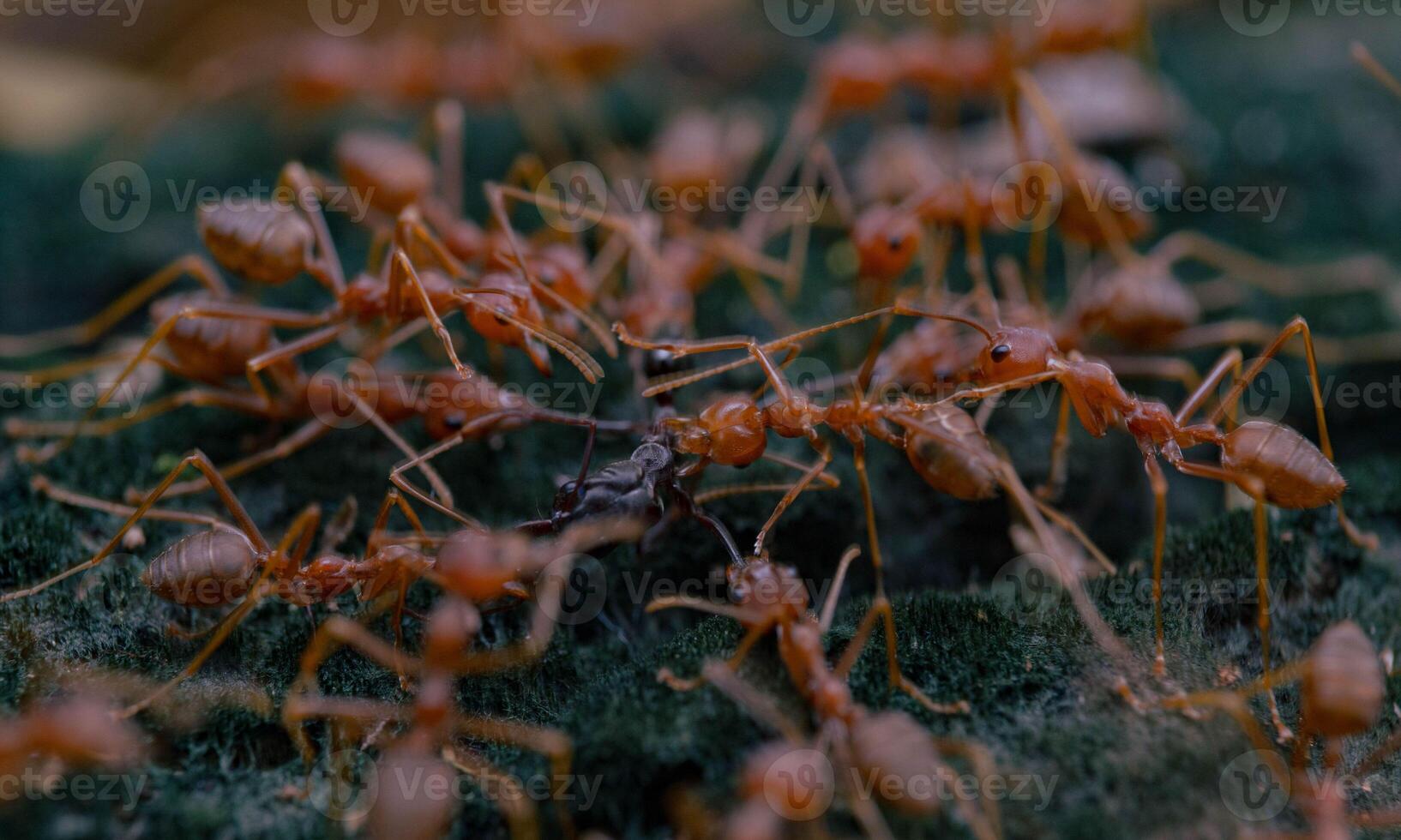 macro ant photo