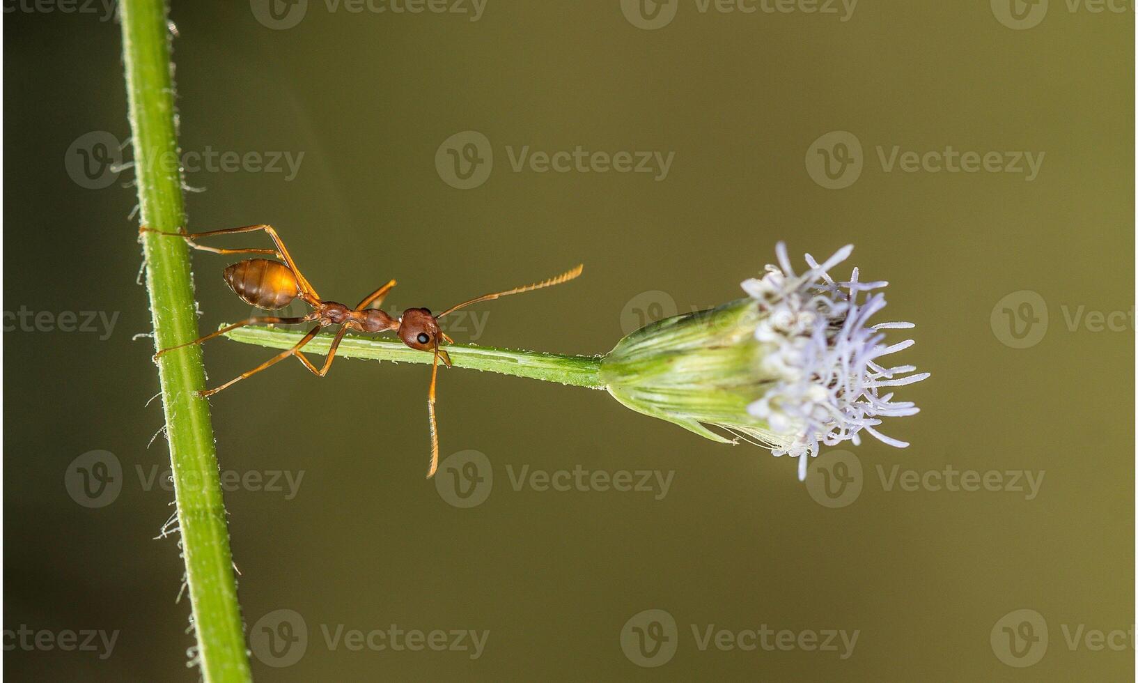 macro ant photo