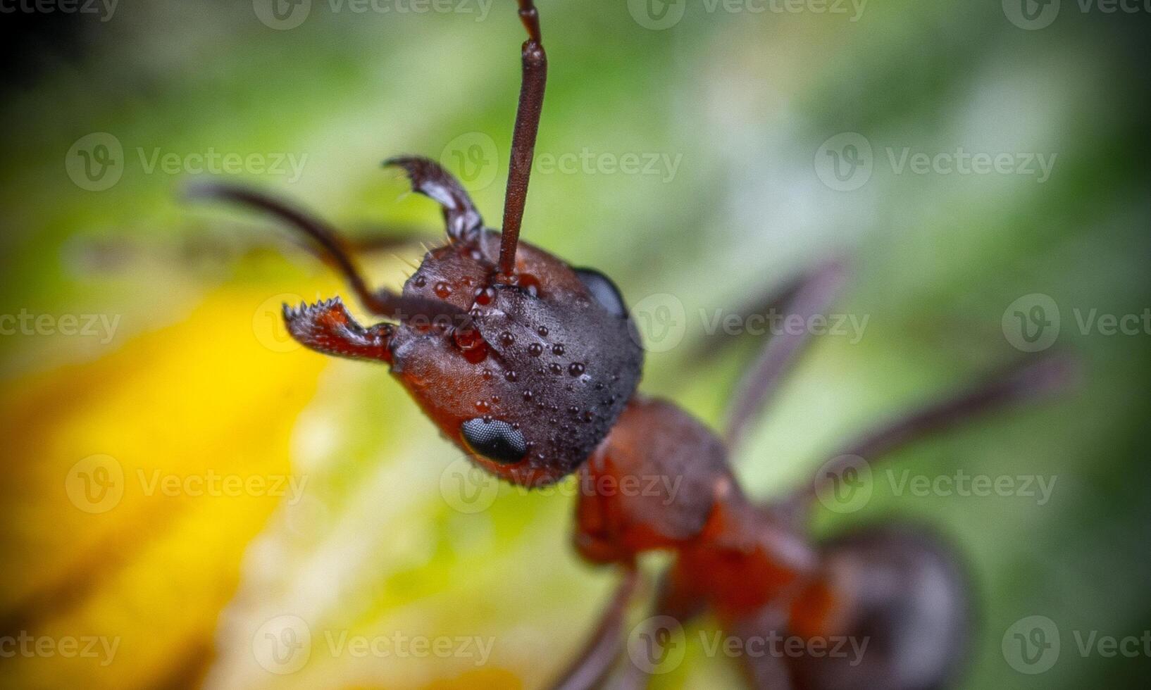 macro ant photo