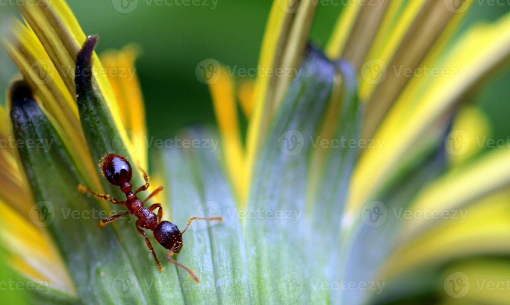 macro ant photo