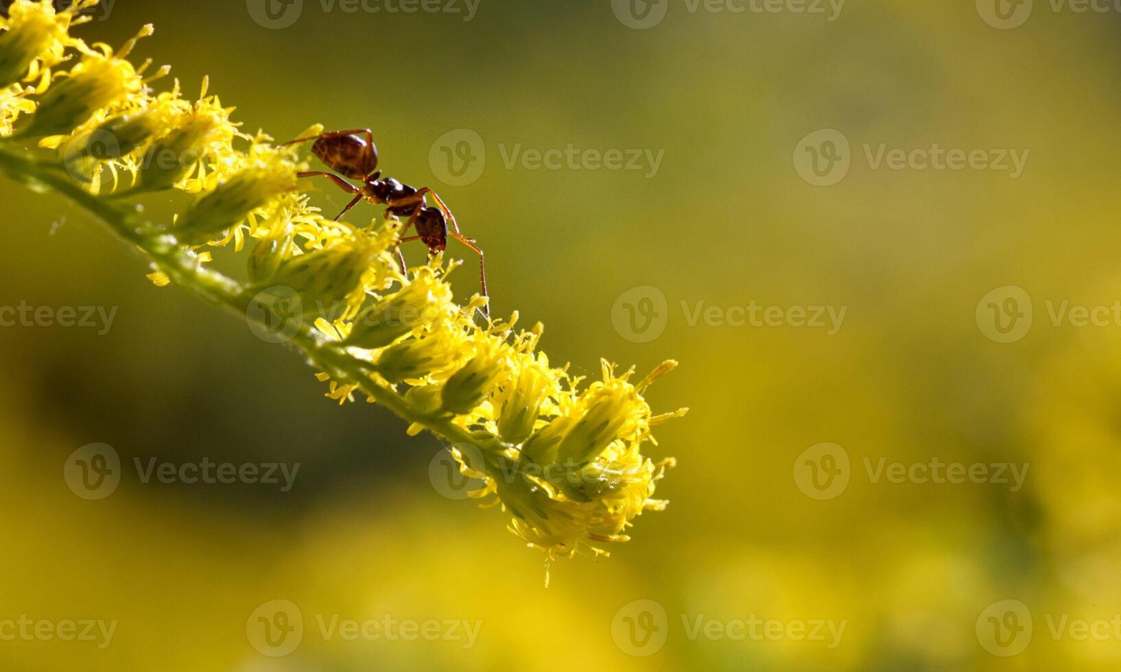macro ant photo