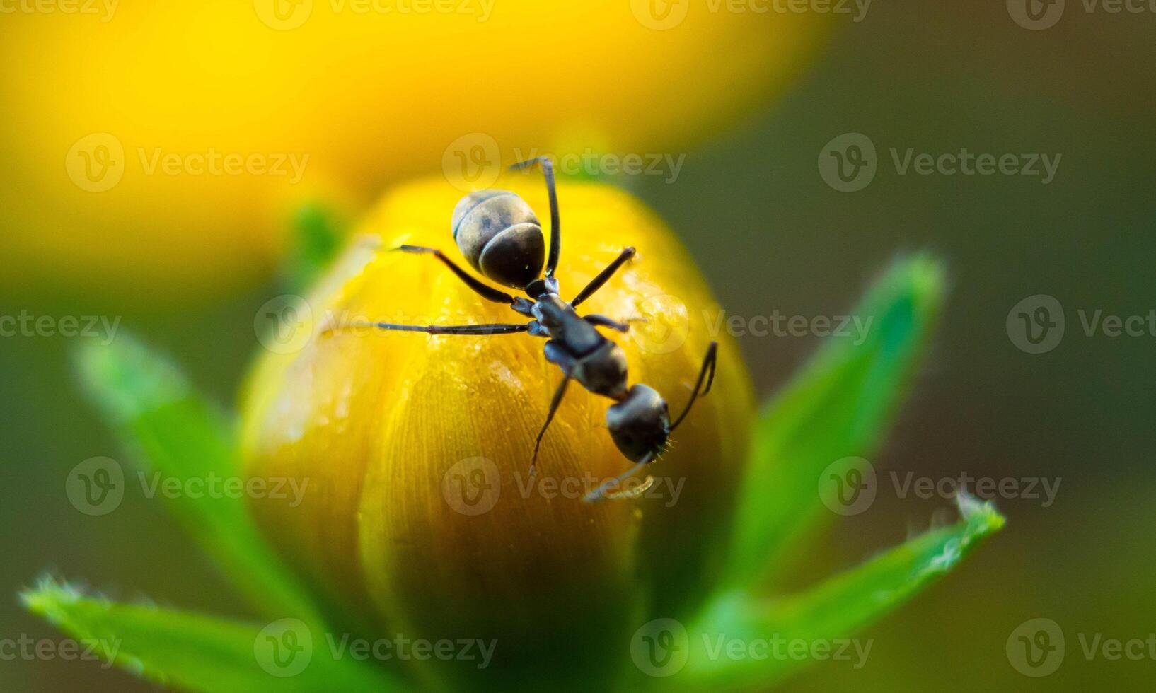 macro ant photo