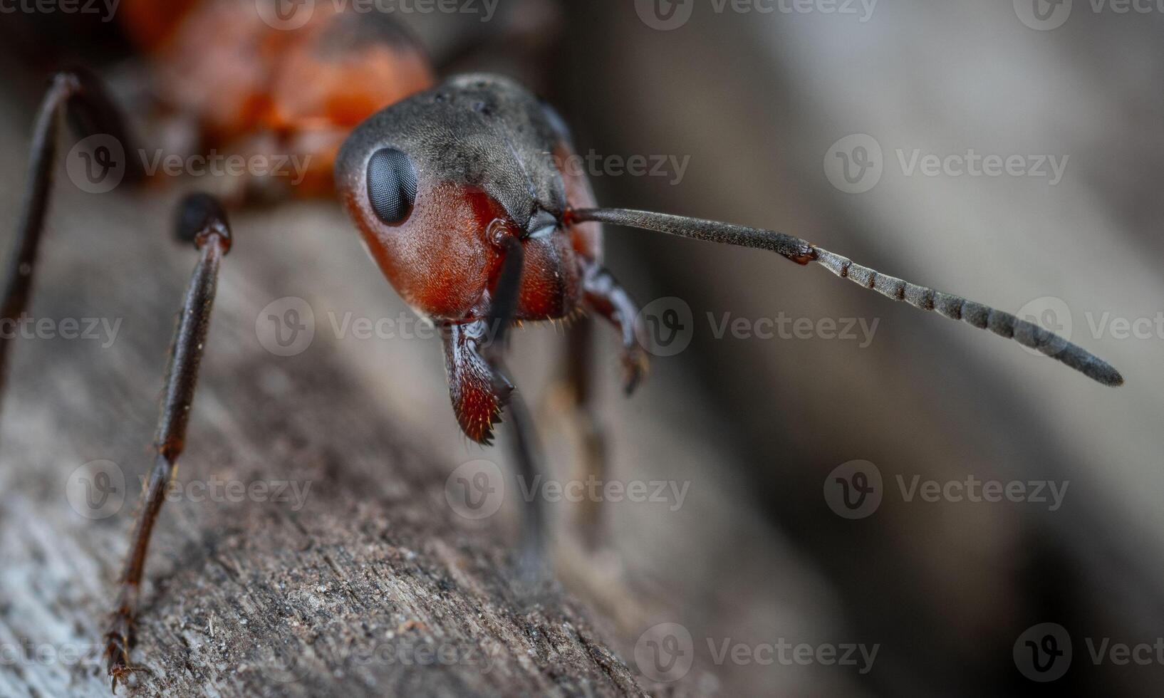 macro ant photo