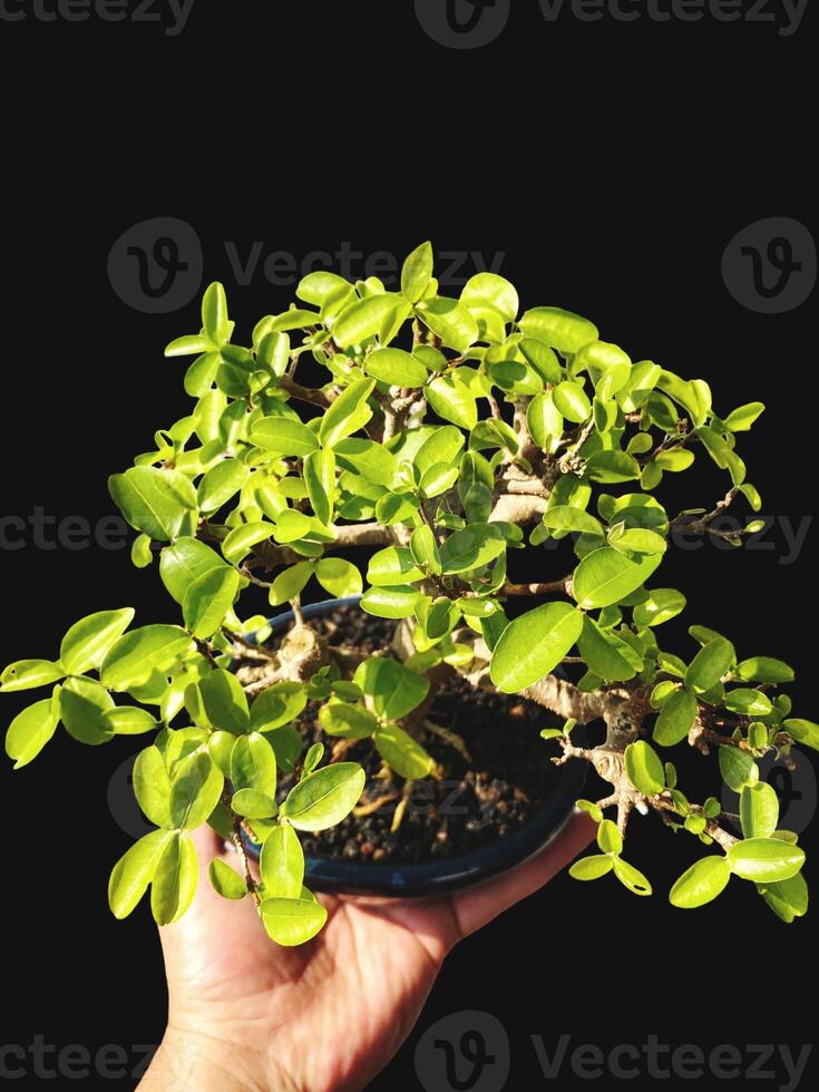 bonsai tree in a decorative pot photo