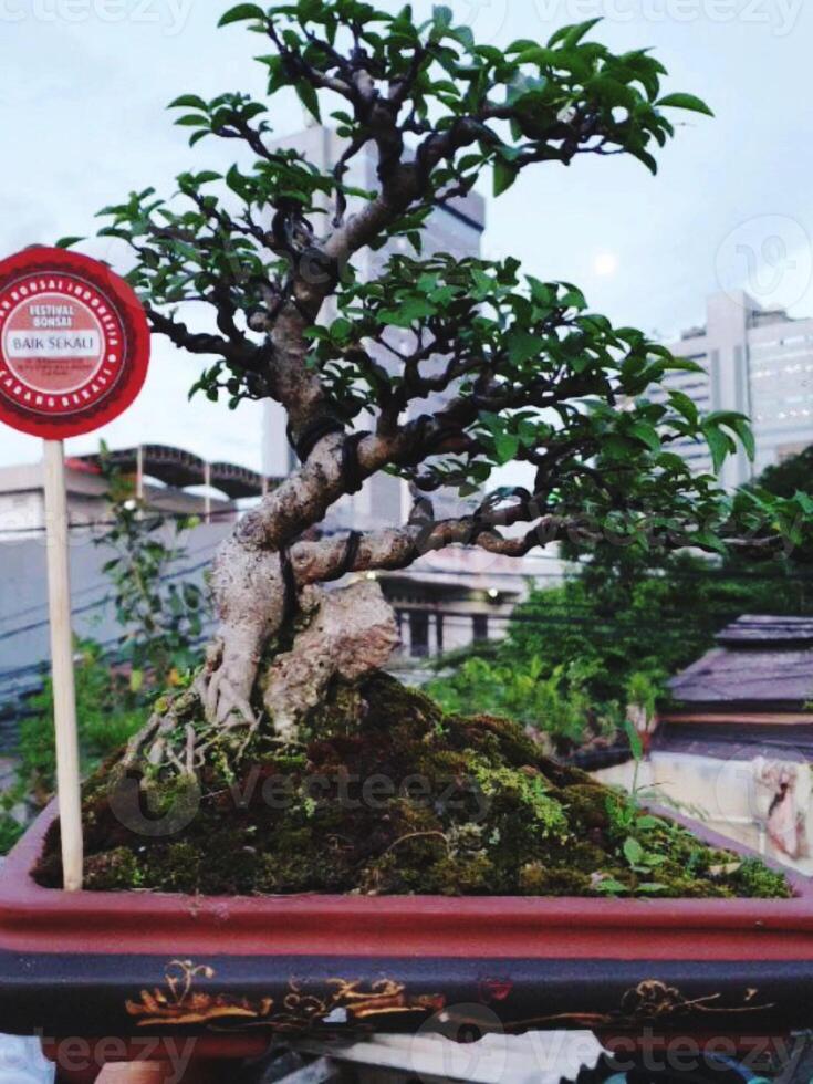 bonsai tree in a decorative pot photo