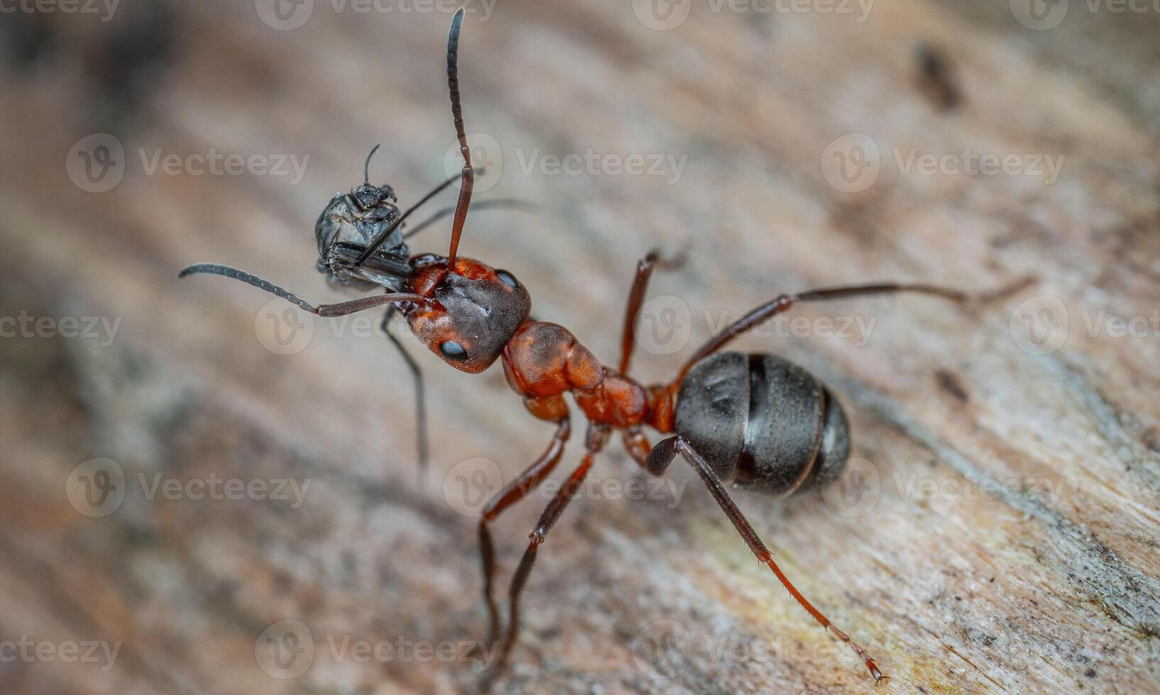 macro ant photo