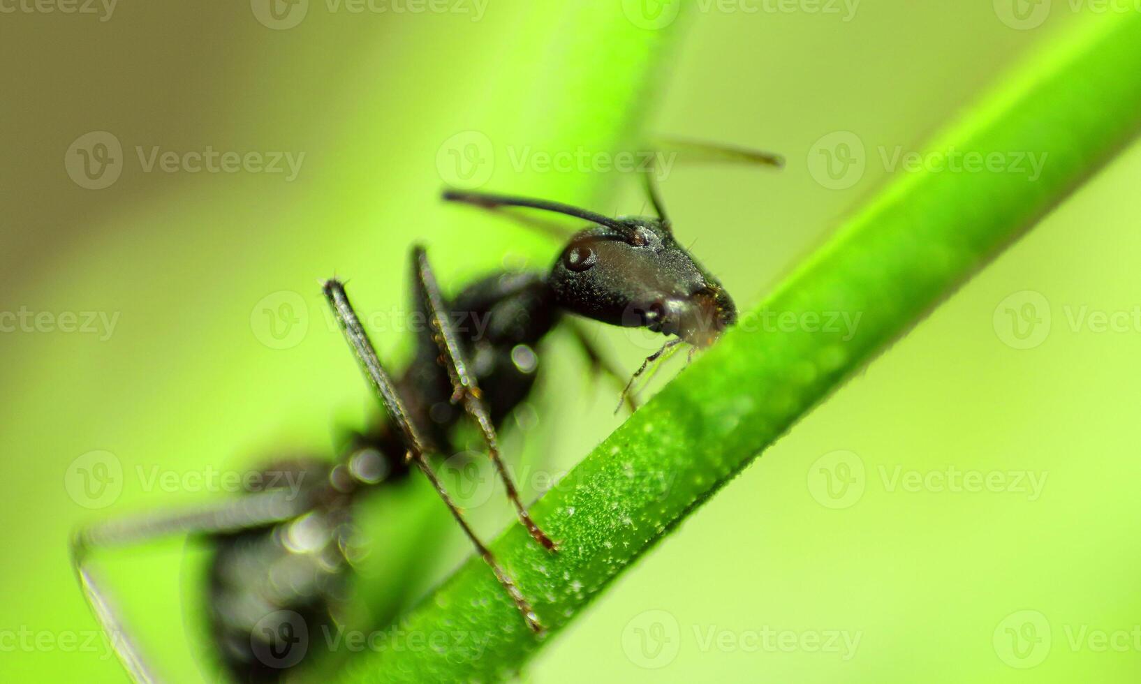 macro ant photo