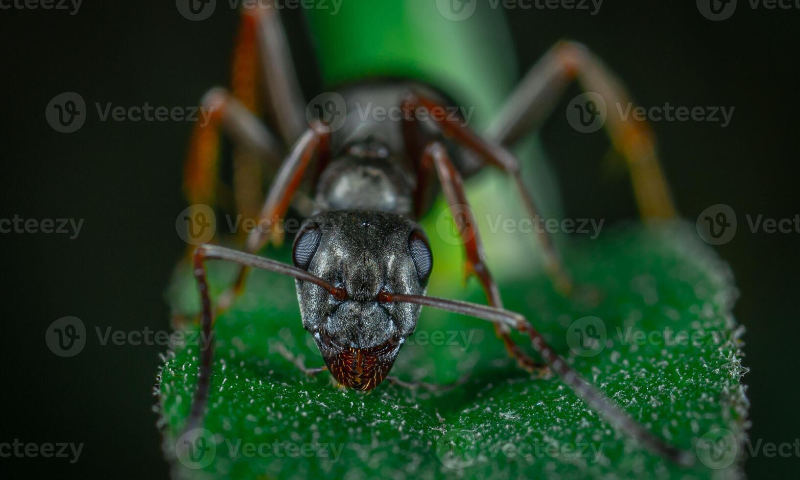 macro ant photo