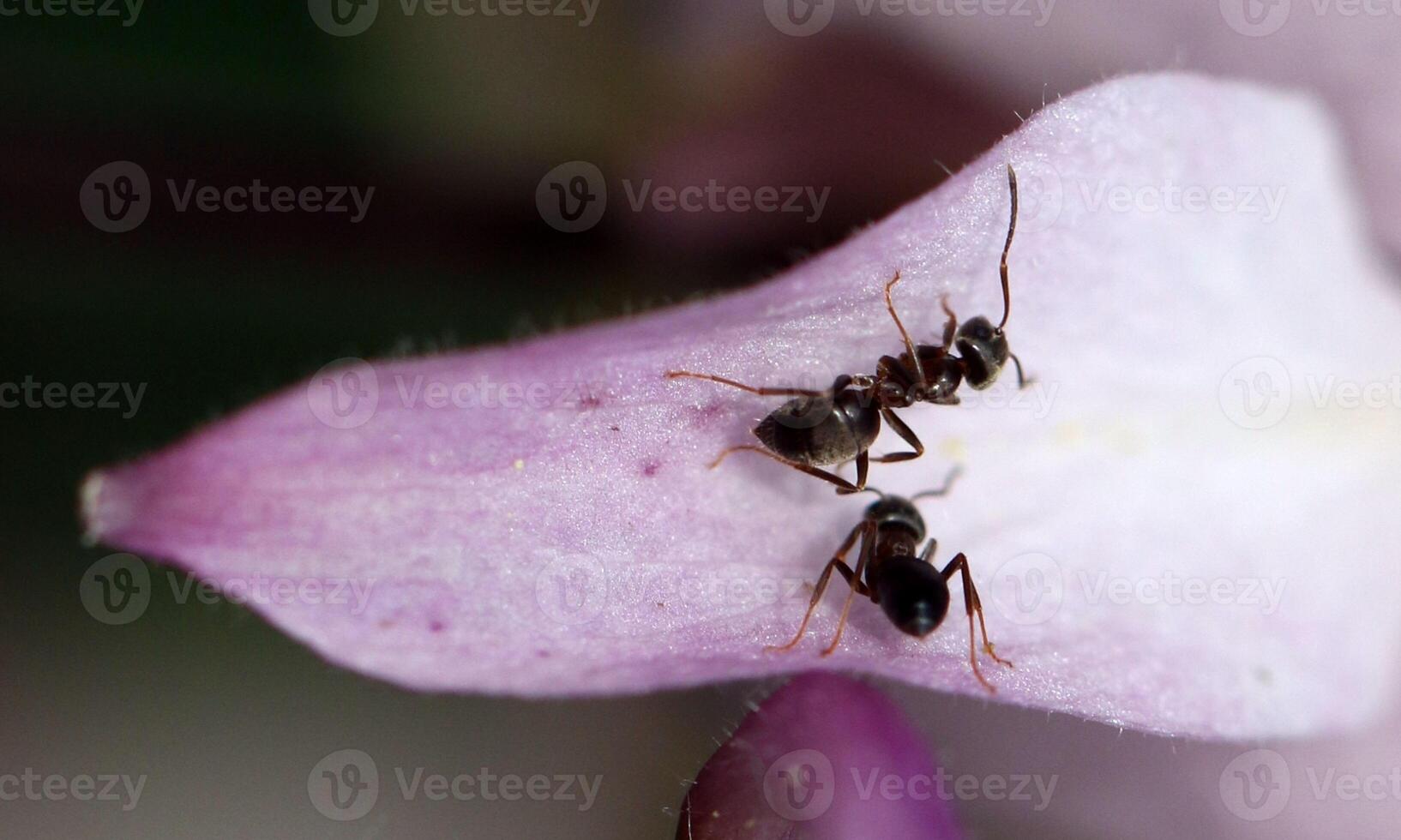 macro ant photo