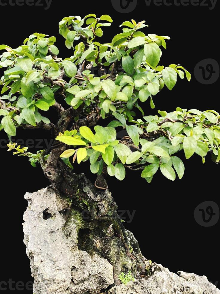 bonsai tree in a decorative pot photo