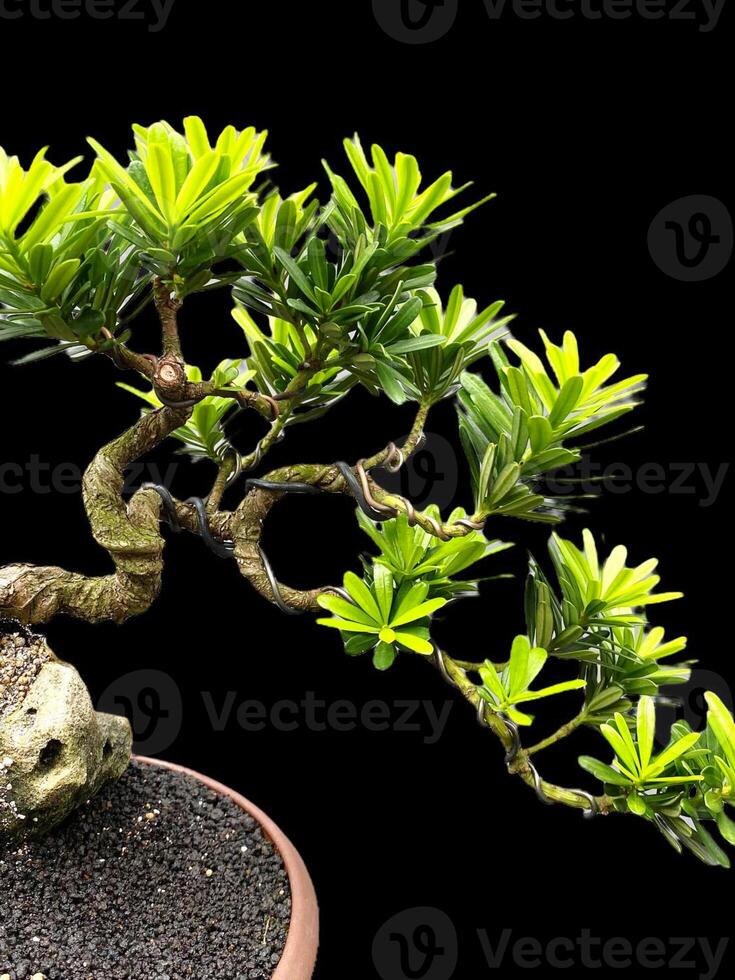 bonsai tree in a decorative pot photo
