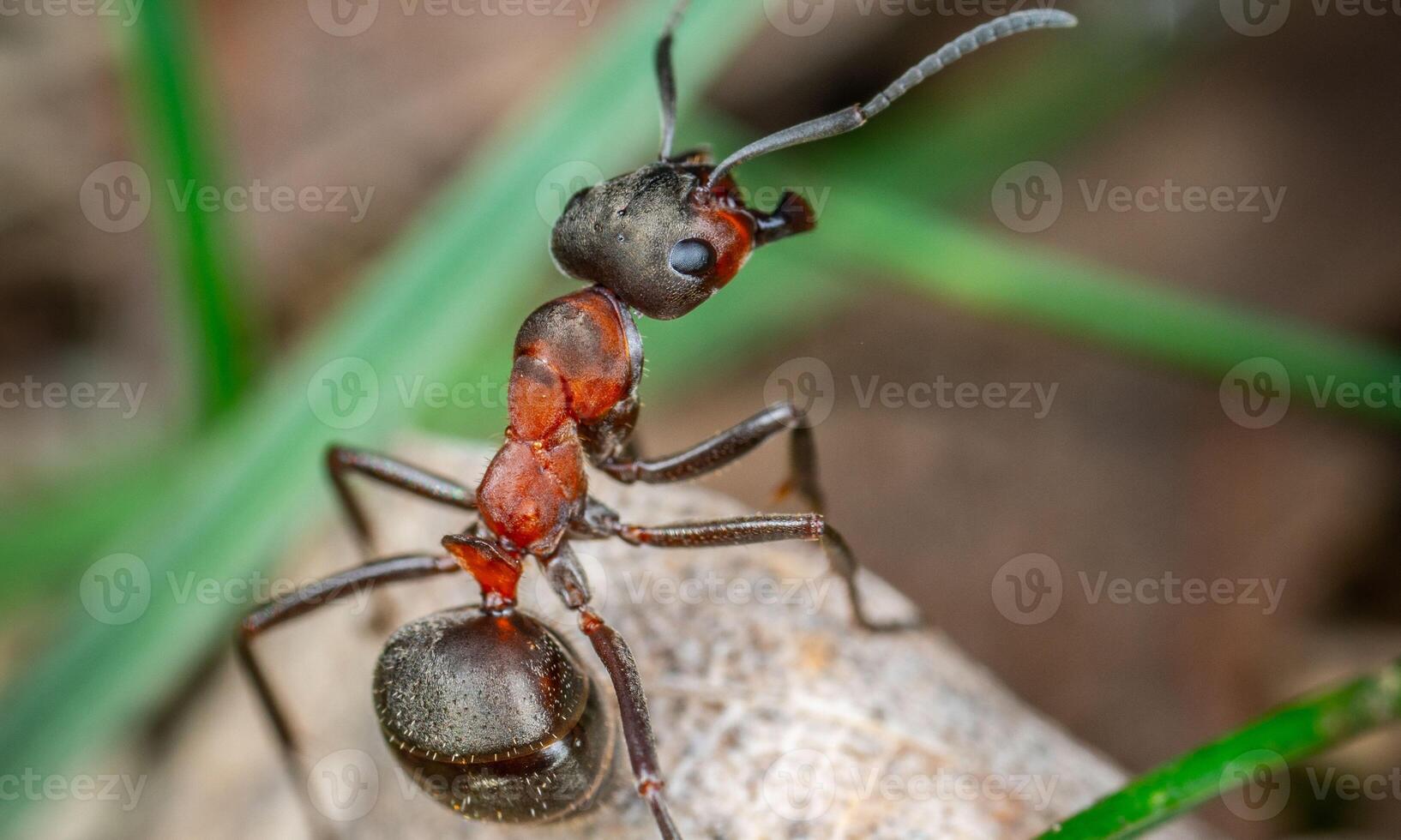 macro ant photo