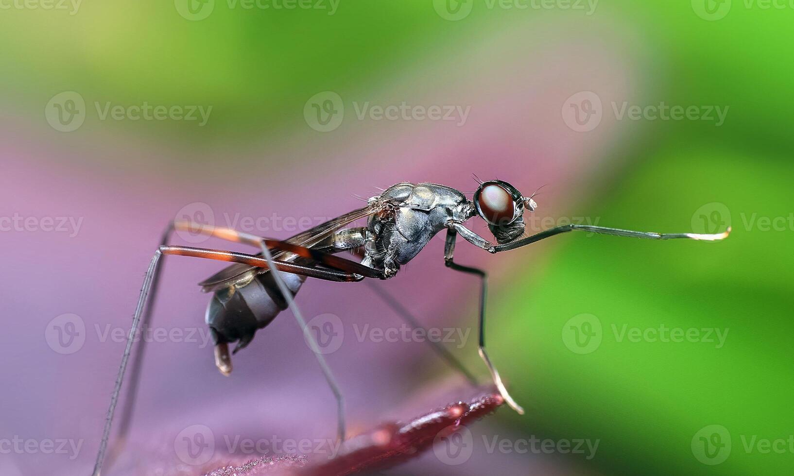 macro ant photo