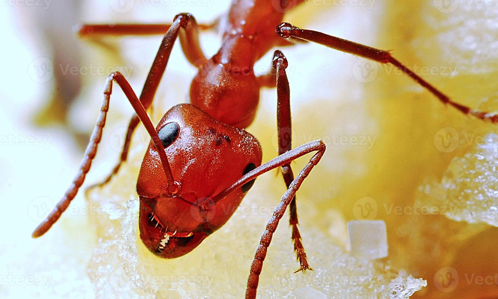 macro ant photo