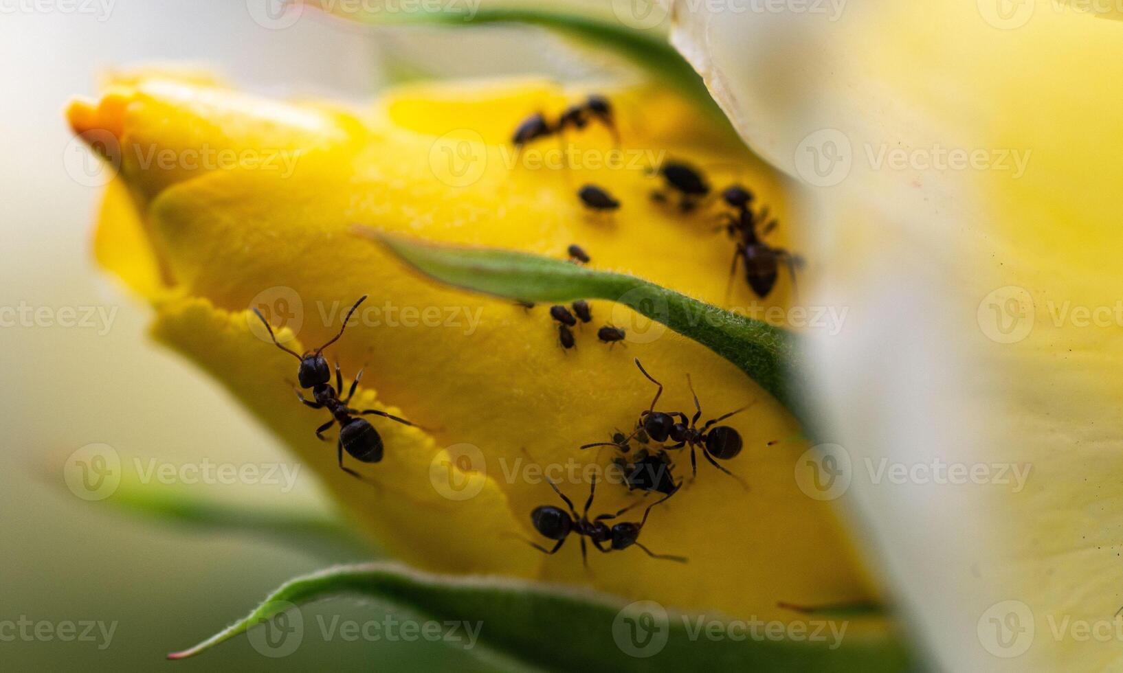 macro ant photo