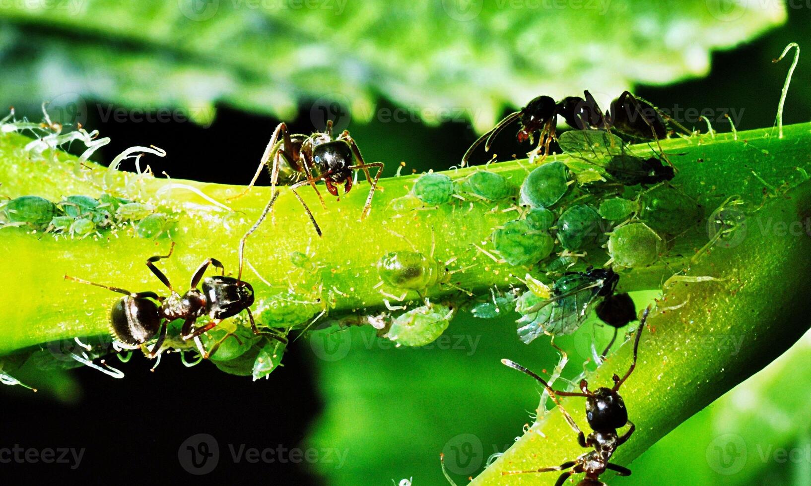macro ant photo