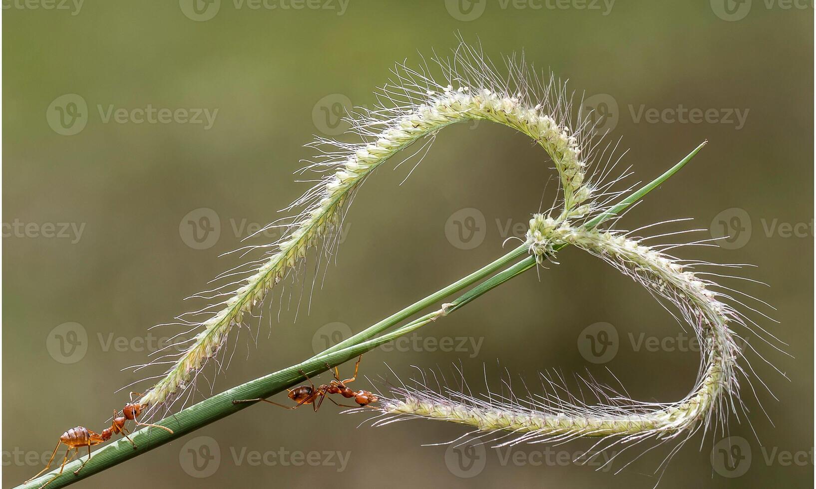 macro ant photo