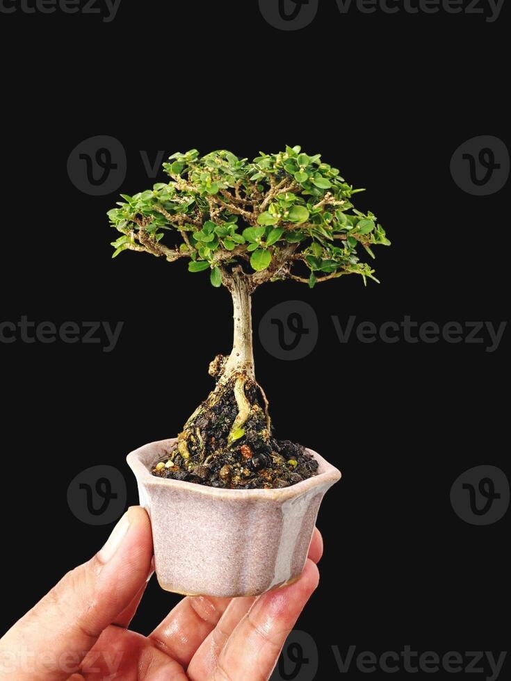 bonsai tree in a decorative pot photo