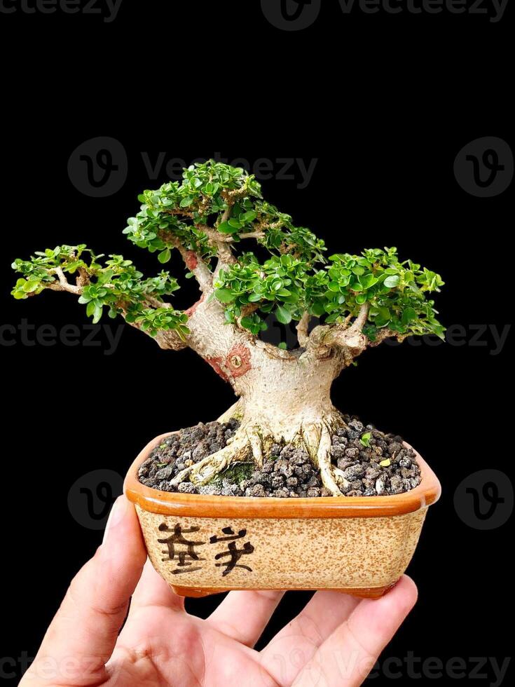 bonsai tree in a decorative pot photo