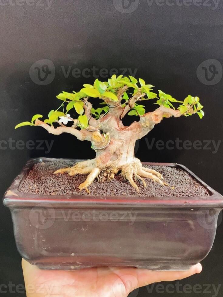 bonsai tree in a decorative pot photo