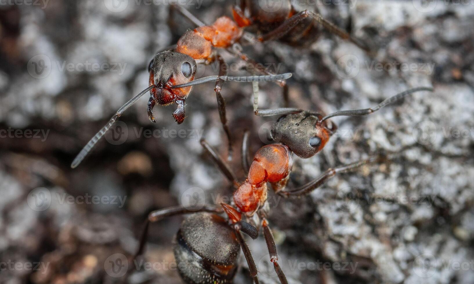 macro ant photo