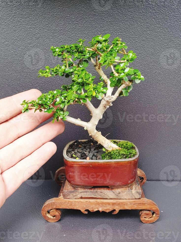 bonsai tree in a decorative pot photo