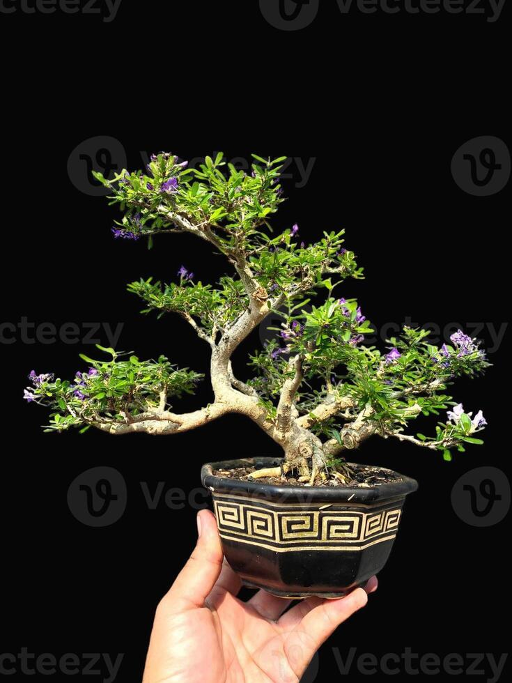 bonsai tree in a decorative pot photo