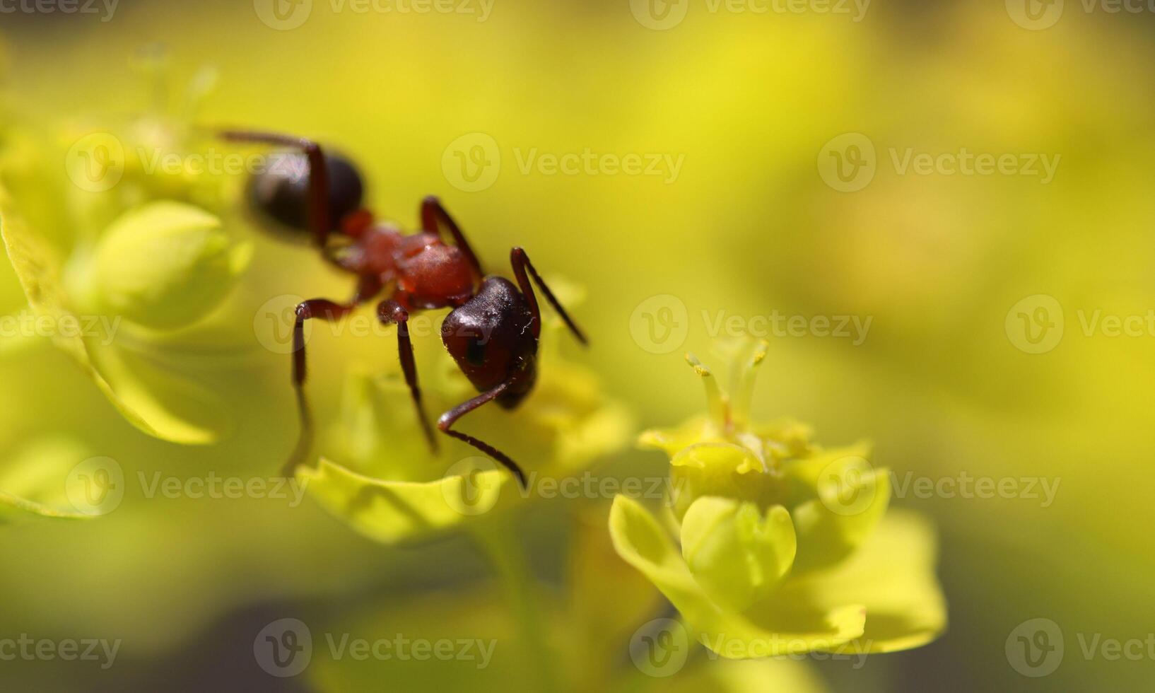macro ant photo