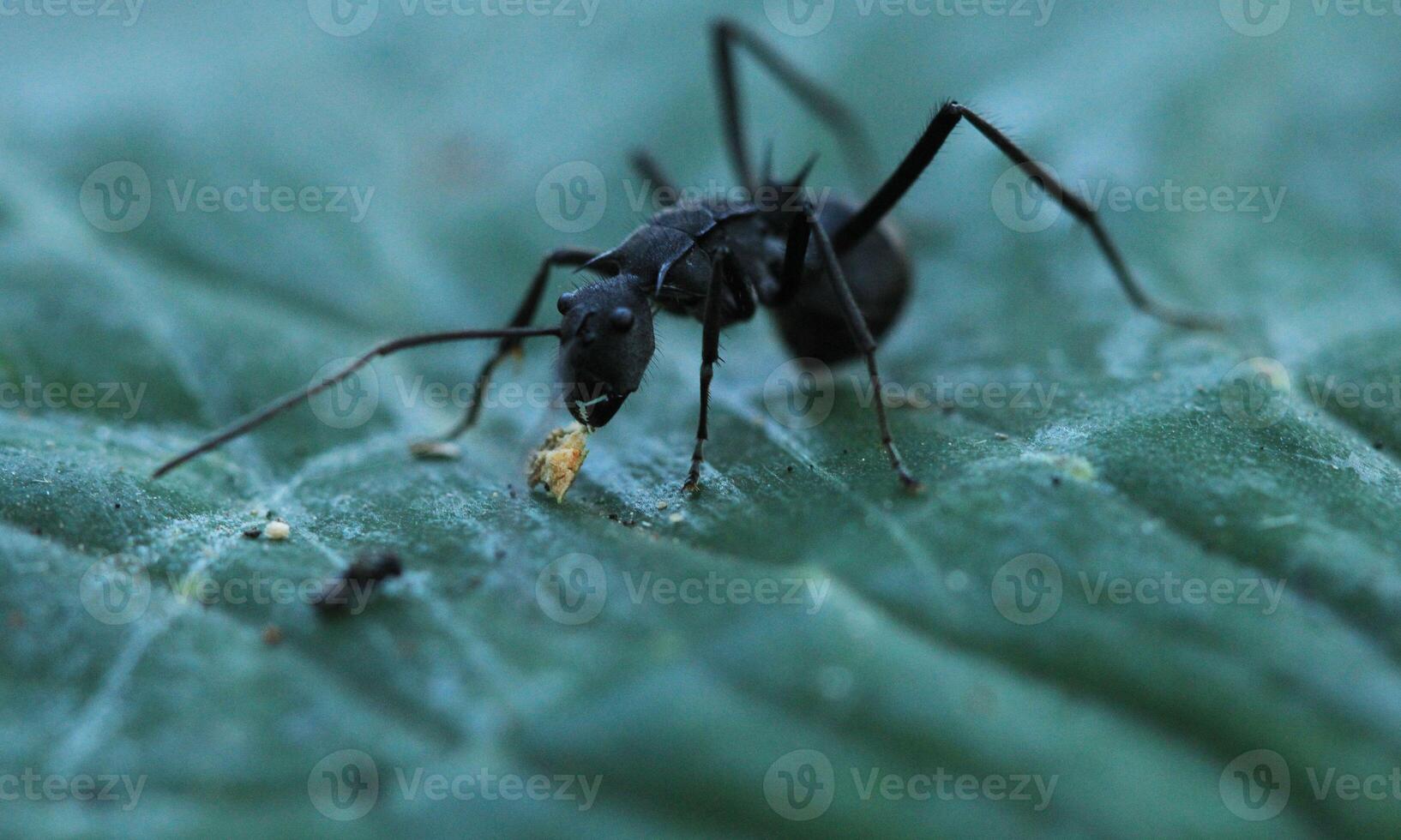 macro ant photo