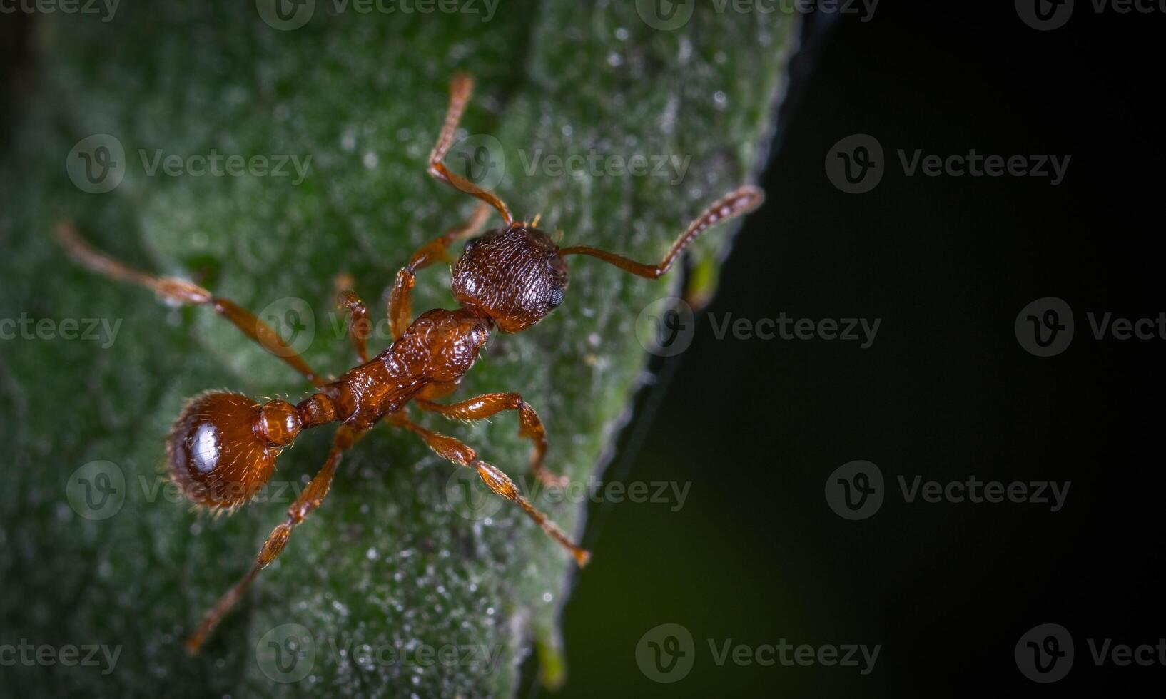 macro ant photo