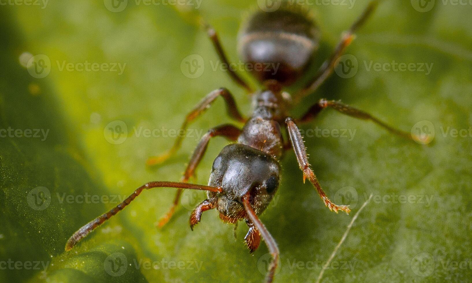 macro ant photo